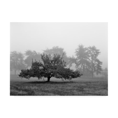 Monte Nagler 'Apple Tree Southfield Michigan' Canvas Art,24x32